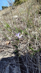 author not stated, no rights reserved Vinca herbacea, photograph author not stated, no rights reserved