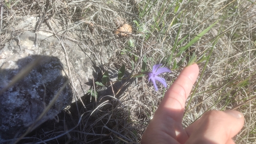 Vinca herbacea, photograph 3