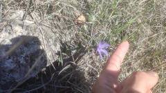 author not stated, no rights reserved Vinca herbacea, photograph author not stated, no rights reserved