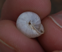 Praticolella berlandieriana