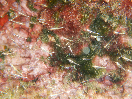 Representative image of Leptomysis mediterranea