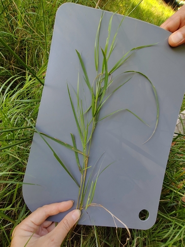 Calamagrostis canescens, photograph 2