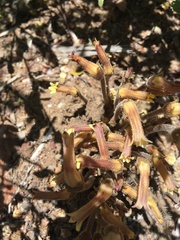 Aphyllon fasciculatum