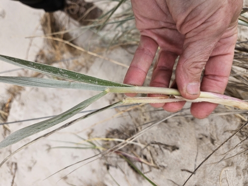 Spinifex hirsutus observed 2026-09-05