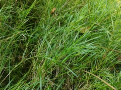 Calamagrostis canescens, photograph (c) Екатерина Гущина, some rights reserved (CC BY)