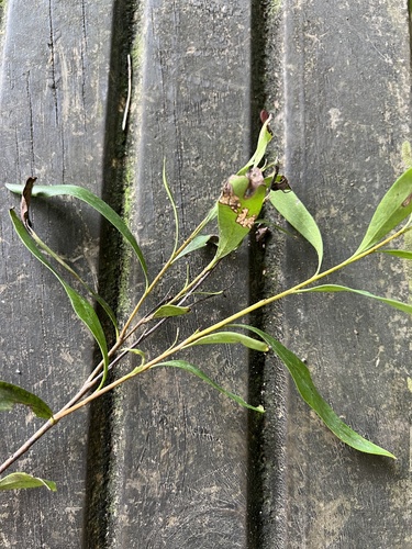 Hakea salicifolia, photograph 2