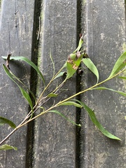 Hakea salicifolia, photograph (c) Hannah Rogers, some rights reserved (CC BY)