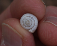 Praticolella berlandieriana