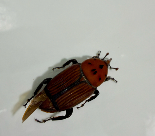 Red Palm Weevil