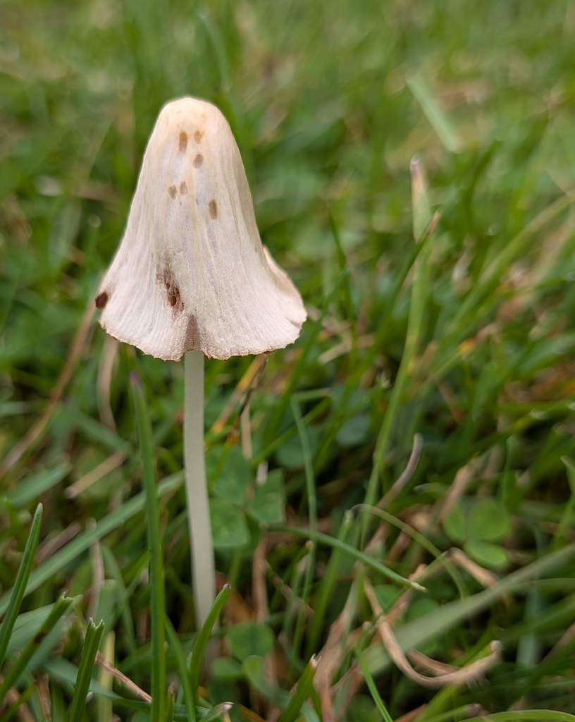 milky conecap · September 2026 · photo: Photo: no rights reserved · iNaturalist