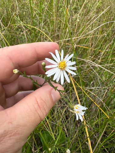 Symphyotrichum X gravesii