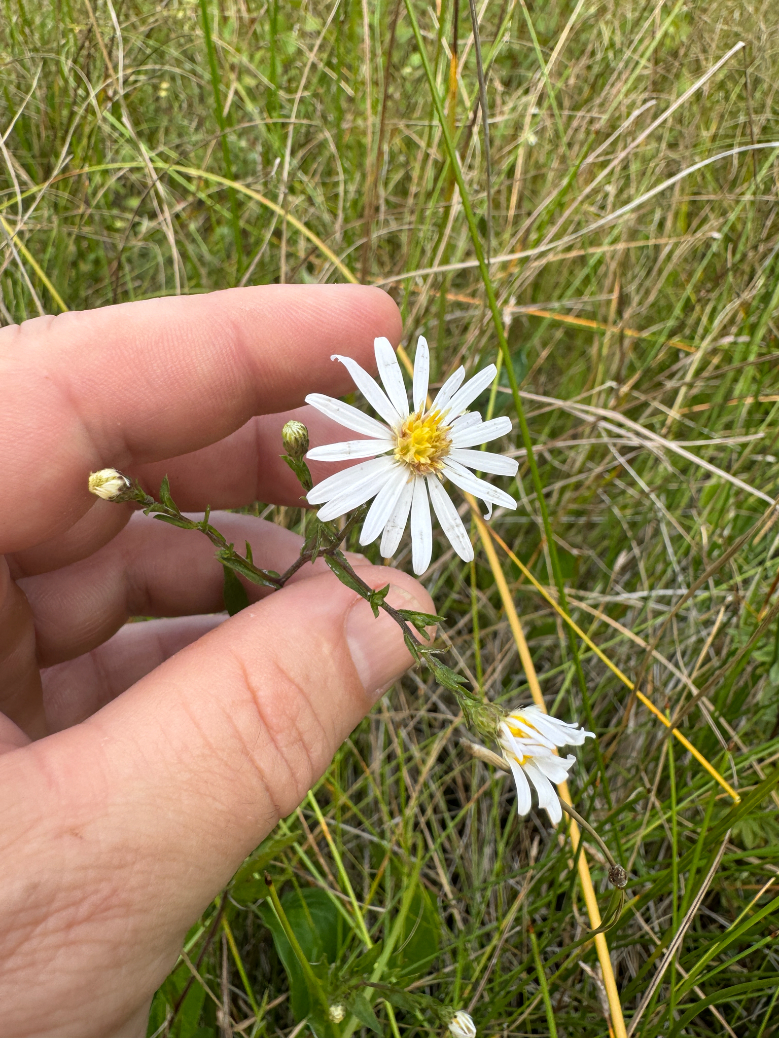 Symphyotrichum X gravesii