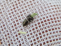 Sassacus papenhoei