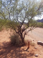 Prosopis flexuosa