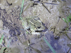 Leptodactylus macrosternum