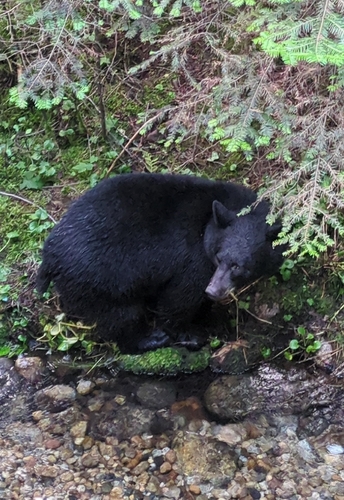 Black Bear sighting near Nelson