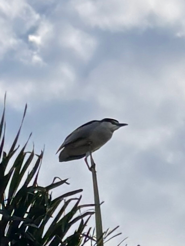 Black-crowned Night Heron