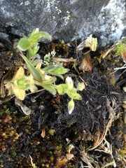 Cerastium