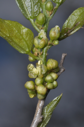 Celtis tala, photograph 6