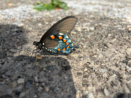 Pipevine Swallowtail