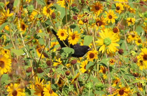 Red-winged Blackbird