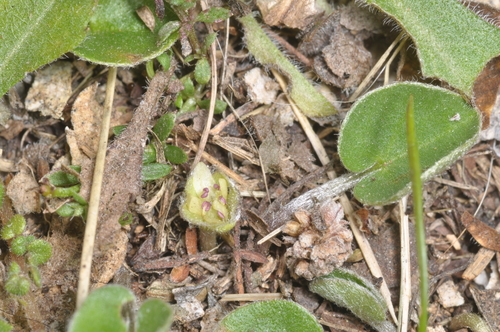 Dichondra sericea, photograph 5