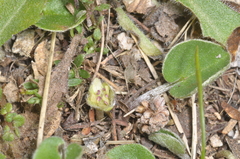 Dichondra sericea, photograph (c) aacocucci, some rights reserved (CC BY)