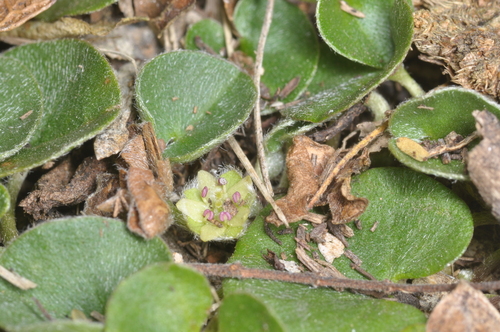 Dichondra sericea, photograph 6