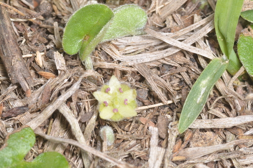 Dichondra sericea, photograph 4