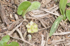 Dichondra sericea, photograph (c) aacocucci, some rights reserved (CC BY)
