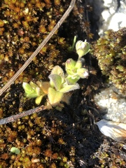 Cerastium