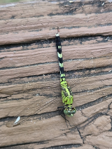 Eastern Pondhawk
