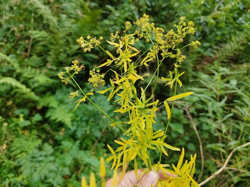 Thalictrum lucidum, photograph 3