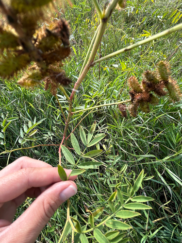 Wild Licorice