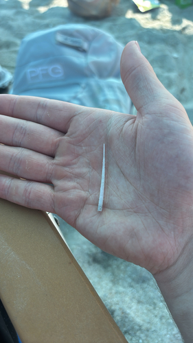 Dentalium eboreum, 2026-09-05