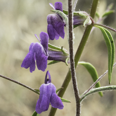 Sairocarpus vexillocalyculatus