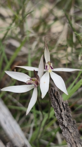 sugar orchid
