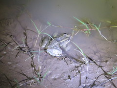 Leptodactylus macrosternum