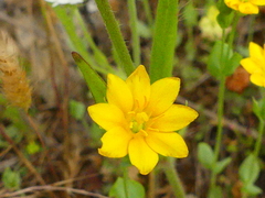 Blackstonia acuminata