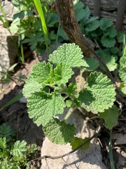 Marrubieae