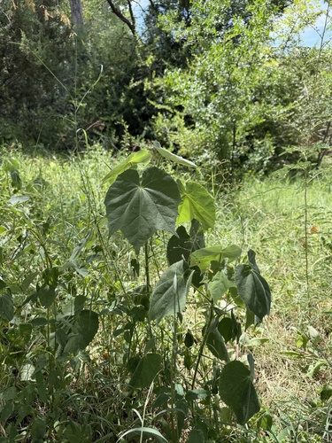 Abutilon mollicomum, photograph 3