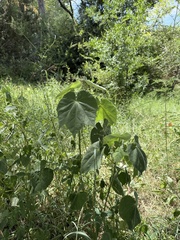 Abutilon mollicomum, photograph (c) Daniel McNair, some rights reserved (CC BY)