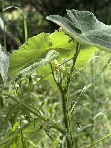 Abutilon mollicomum, photograph 4