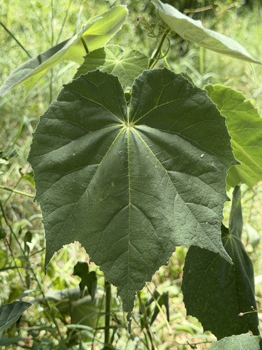 Abutilon mollicomum