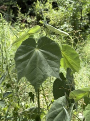 Abutilon mollicomum, photograph (c) Daniel McNair, some rights reserved (CC BY)