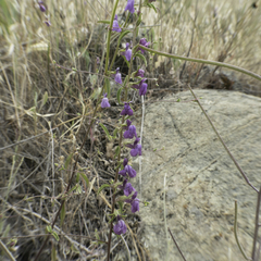 Sairocarpus vexillocalyculatus