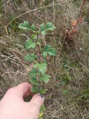 Crataegus rhipidophylla, photograph (c) Oleksii Vasyliuk, some rights reserved (CC BY)