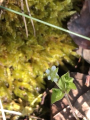 Cerastium