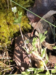 Cerastium