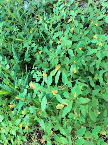 common jewelweed